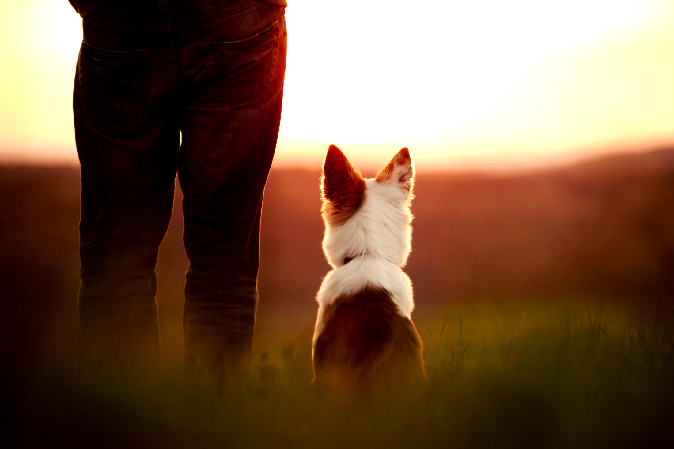 Dog and Owner Looking at the Sunset